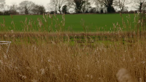 looking-through-reeds-with-Greenfield-in-background-with-a-passing-boards-cruiser-boat-on-the-river-Ant-at-the-Norfolk-Broads