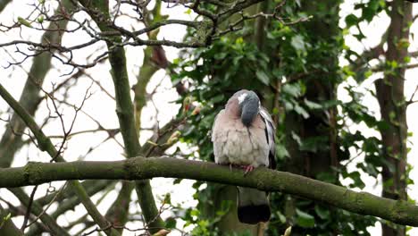 Single-wild-wood-pigeon-sitting-high-up-in-a-Sycamore-tree,-preening,-cleaning-its-feathers