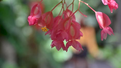 Flores-Rosadas-De-Begonia-&#39;antorcha&#39;-En-Forma-De-Bastón-Dentro-Del-Tropicario,-Jardín-Botánico-De-Bogotá,-Colombia