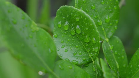 Exuberantes-Plantas-Verdes,-Cítricos-×-Amblycarpa,-Humedad-Del-Agua,-Paisaje-De-Jardín