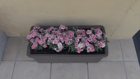 Niedliche-Rosa-Und-Weiße-Blumen-Im-Zimmerpflanzentopf-Neben-Gelber-Wand-Herauszoomen