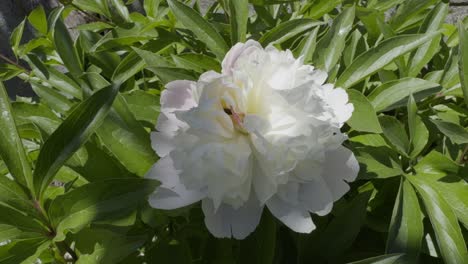 Schöne-Weiße-Blume-In-Der-Sonne-Und-Lange-Grüne-Blätter,-Die-Von-Einer-Brise-Bewegt-Werden