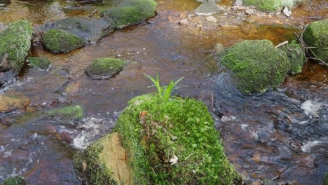 Waldlandschaft