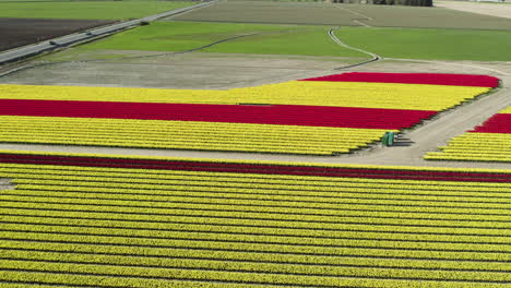 Drone-Volando-Sobre-Vibrantes-Campos-De-Tulipanes,-Festival-De-Tulipanes-Del-Valle-De-Skagit,-Washington,-Estados-Unidos