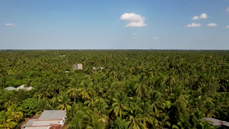 Flight-over-the-tropical-palm-trees-of-coconut-plantations-in-Bến-Tre,-Vietnam,-Asia