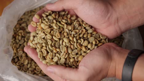 Hands-holding-a-handful-of-unroasted-coffee-beans