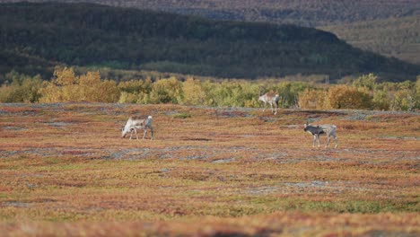 Wild-reindeer-roam-and-graze-in-the-colourful-autumn-tundra