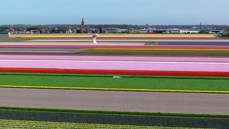 Aerial-of-person-kitesurfing-by-tulip-plantation-in-Lisse,-Netherlands