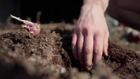 Persona-Plantando-Cultivos-De-Raíces-En-Suelo-Cultivado-Durante-El-Día-Soleado