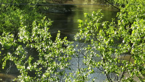 Grünes-Laub,-Das-Im-Wind-Weht,-Am-Wolf-River-In-Collierville,-Tennessee