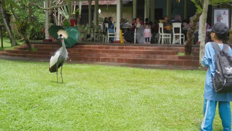 A-grey-crowned-crane-standing-on-the-grass-at-Bali-Bird-Park,-with-child-playing-in-the-foreground