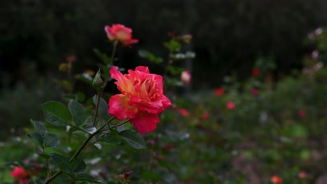 Rosa-China-Dentro-Del-Tropicario,-Jardín-Botánico-De-Bogotá,-Colombia