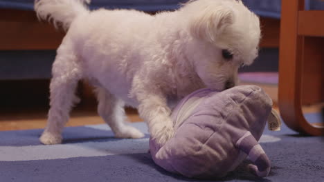 Bichon-dog-playing-with-a-purple-cat