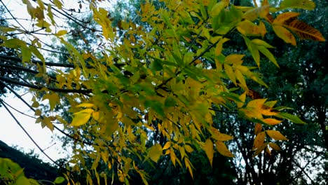 Magische-Goldene-Farbe-Laub-Auf-Baum-Im-Herbst