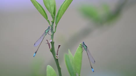 Makro-Von-Zwei-Länglichen-Blauen-Prachtlibellen-Auf-Grünen-Blättern-Auf-Einem-Angelegten-Garten-In-Einem-Haus-In-Florida