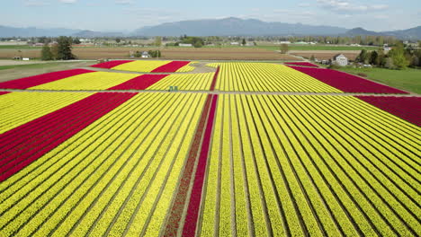 Drone-shot-rising-above-a-vivid-tulip-flower-plantation,-Washington,-USA