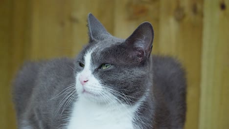 Grey-and-white-domestic-cat-with-green-eyes