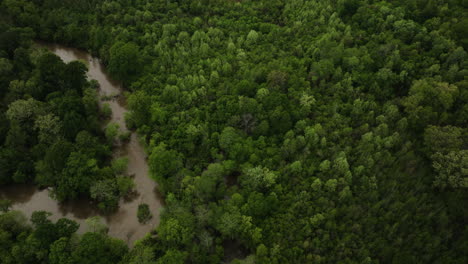 Stunning-wetland-forest,-surrounding-muddy-river-meanders