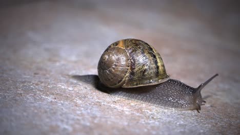 Close-up-shot-of-a-snail-on-a-sidewalk-on-a-rainy-spring-night