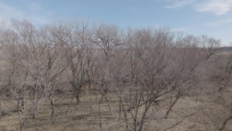 Aerial-shot-going-past-trees-to-reveal-a-vast-and-golden-rural-region-in-America