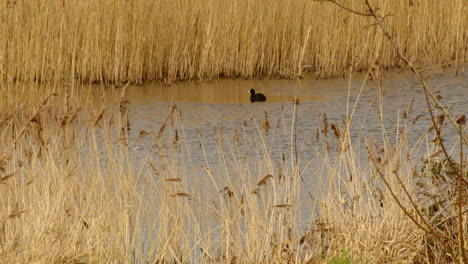 wide-shot-of-coot-going-underwater-at-a-wetland-nature-reserve-on-the-river-Ant-at-the-Norfolk-Broads