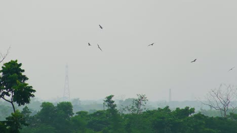 Pájaros-Depredadores-Volando-Sobre-El-Bosque-Verde-Con-La-Torre-De-Red-En-El-Fondo