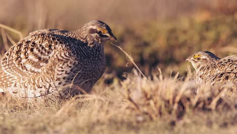 Two-Sharp-tailed-Grouse-face-each-other-on-golden-hour-prairie-lek