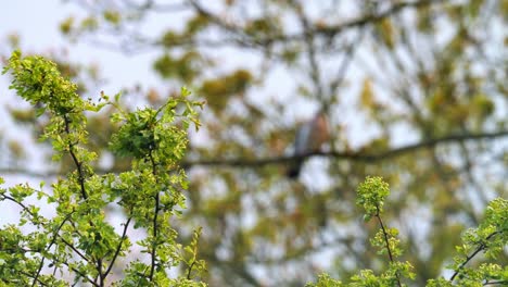 Trees,-tree-branches-covered-in-climbing-ivy