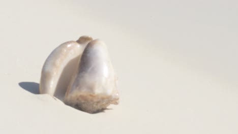 Close-up-of-a-seashell-on-the-sunny-beach-with-soft-waves-in-the-background