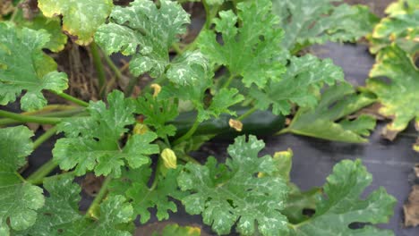 Cluster-of-zucchini-plants-with-wide-green-leaves-in-the-home-garden