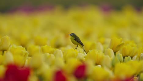 Bird-perched-in-vibrant-yellow-tulip-field-with-a-splash-of-red-flowers,-shallow-depth-of-field