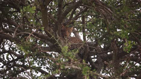 leopard-perched-high-in-a-tree-on-safari-on-the-Masai-Mara-Reserve-in-Kenya-Africa