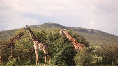 Grupo-De-Jirafas-Comiendo-Del-árbol-De-Acaia-En-Un-Safari-En-La-Reserva-De-Masai-Mara-En-Kenia,-áfrica