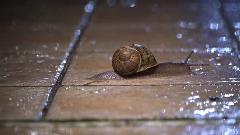 Snail-slides-slowly-on-a-wet-pavement-on-a-rainy-spring-night,-illuminated-by-the-lights-of-the-street-lamps