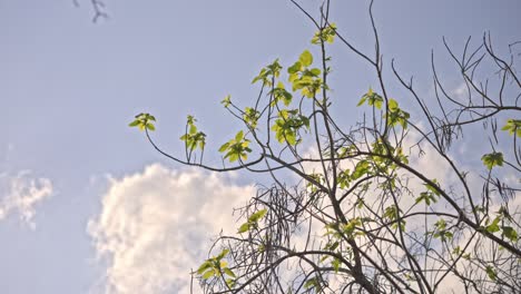 Epischer-Wald-Und-Blätter-Mit-Sonne-Und-Wolken