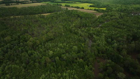 Friedliche-Amerikanische-Landschaft---Einheimischer-Auwald-In-Der-Nähe-Von-Ackerland