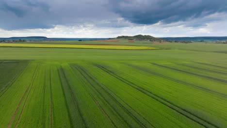 Wheat-fields-at-ground-level-aerial-drone-shot