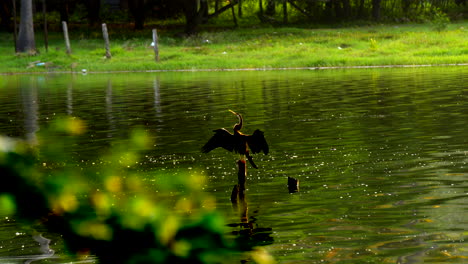 Cormorán-Indio-Descansando-Sobre-Madera-En-El-Lago