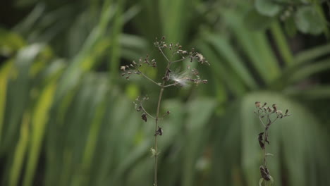 Cyanthillium-Cinereum-Meciéndose-Con-El-Viento.-Estático