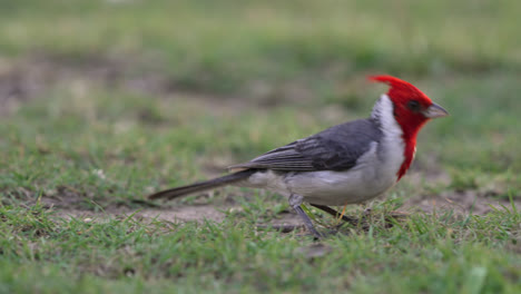 Close-up-view-of-a-red-crested-cardinal,-Paroaria-coronata-at-eye-level-in-slow-motion