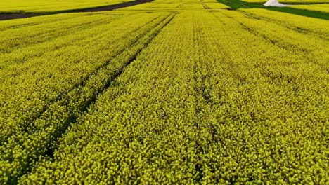 Drone-aerial-view-of-a-rapeseed-blossom-field-in-Romania