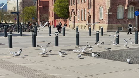 Flock-Of-Seagulls-In-The-Street-Near-The-Triangle-Station-In-Malmo,-Sweden