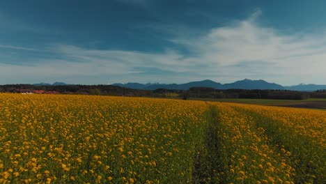 Yellow-flower-field-in-rural-Bavaria-near-scenic-Lake-Chiemsee-with-alps-mountains-and-nature