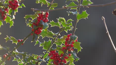 Bright-red-holly-berries-on-a-holly-bush