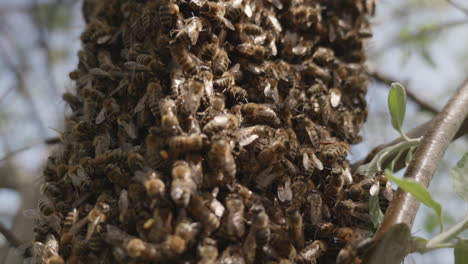 Nahaufnahme-Von-Bienen-In-Einem-Bienenschwarm