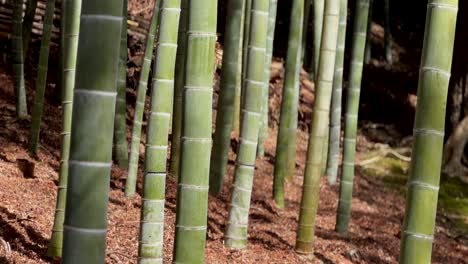 Bambú-De-Madera-Verde-Japonés.-Fotografía-De-Cerca