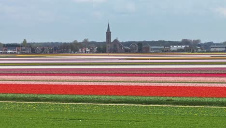Atemberaubende-Luftaufnahme-Von-Farbenfrohen-Tulpenfeldern-Mit-Der-Stadt-Lisse-Im-Hintergrund,-Niederlande