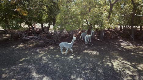 Aerial-Drone-Shot-of-A-Herd-of-Alpaca-Standing-in-the-Shade-Under-Trees