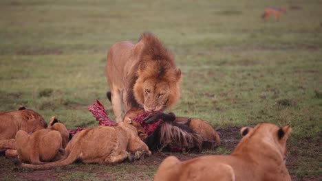Löwe-Frisst-Einen-Getöteten-Gnus-Auf-Einer-Safari-Im-Masai-Mara-Reservat-In-Kenia,-Afrika