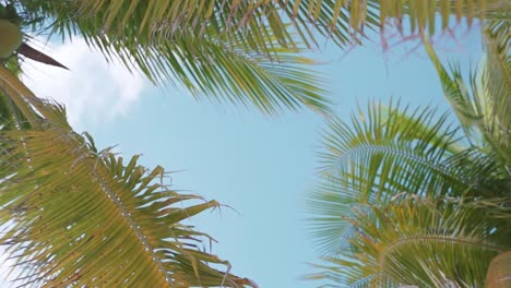 Palm-tree-leaves-swaying-in-the-wind-and-sky-from-below-in-summer-slow